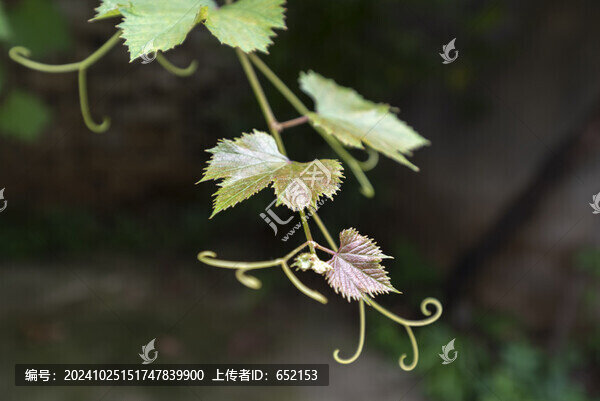 葡萄藤