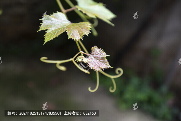 葡萄藤