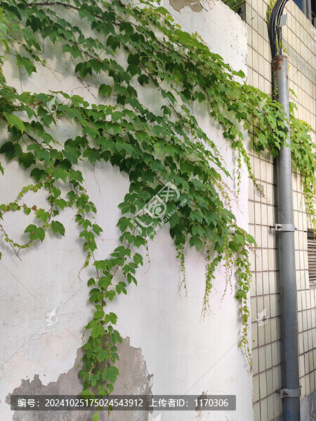 墻皮剝落的老舊圍墻掛滿爬山虎