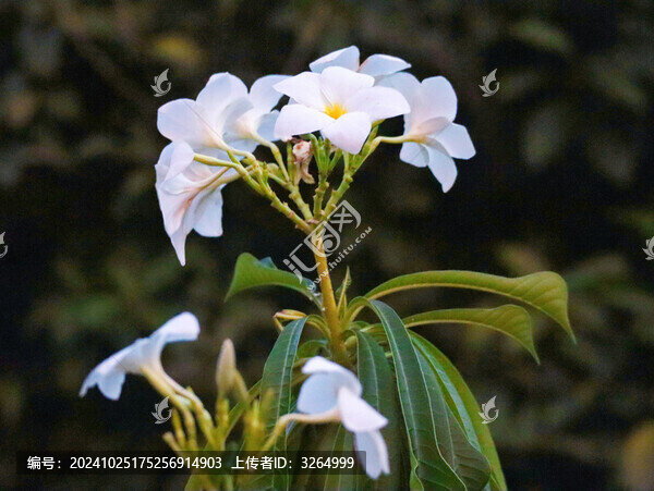 華南植物園