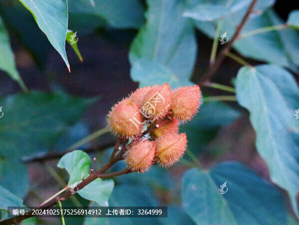 華南植物園