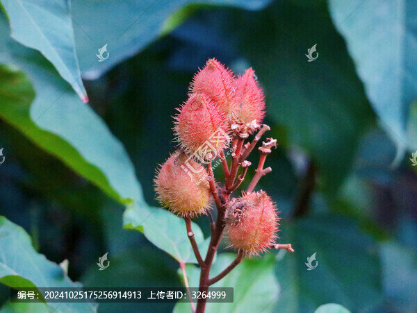 華南植物園