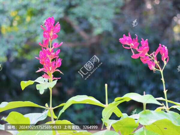 華南植物園