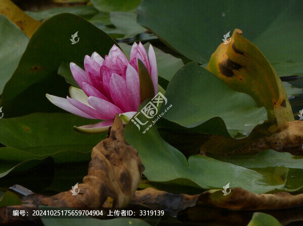 池塘冬天的睡蓮