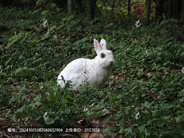 小白兔
