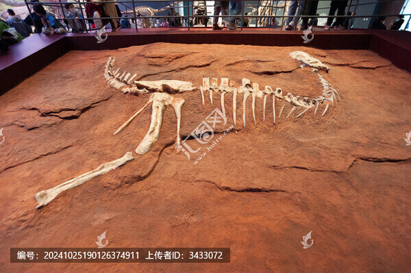 成都自然博物館恐龍化石