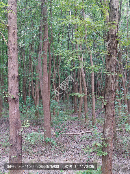 郁郁蔥蔥的樹林