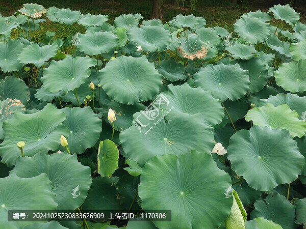 長滿荷葉的池塘幾朵花苞