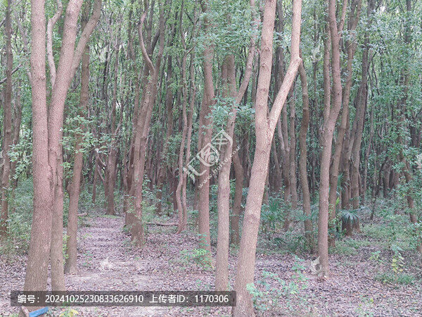 郁郁蔥蔥的樹林