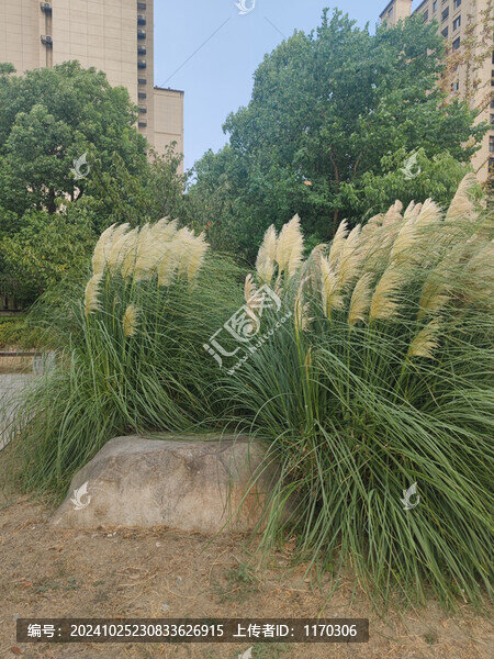 小區(qū)門口的蒲葦