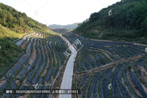 綠色山林秋景