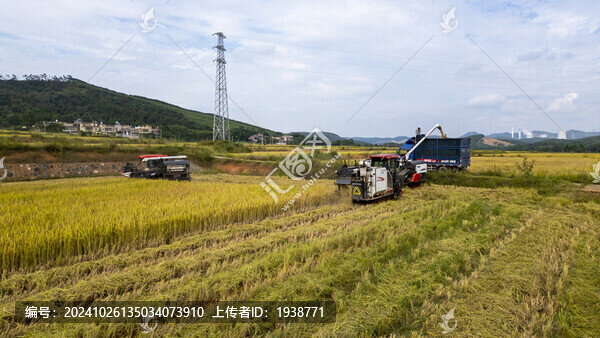 韶關(guān)湞江區(qū)犁市鎮(zhèn)茶山秋收