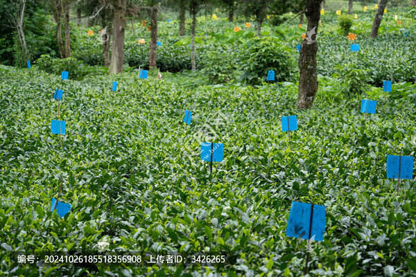 綠意盎然的茶園