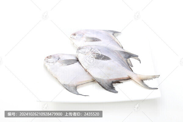 鯧魚白底圖