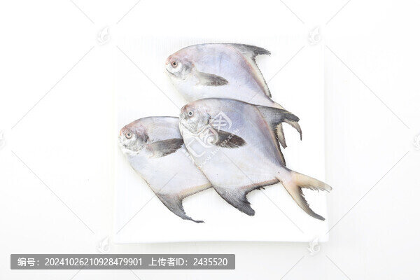 鯧魚白底圖