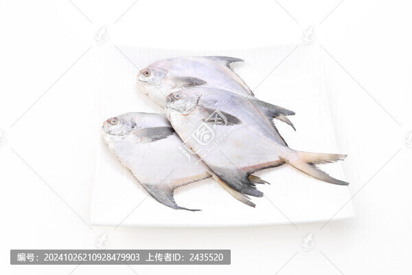 鯧魚白底圖