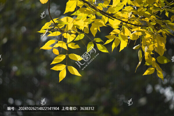 秋葉