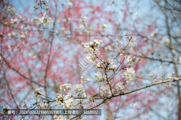 南京玄武湖公園櫻花