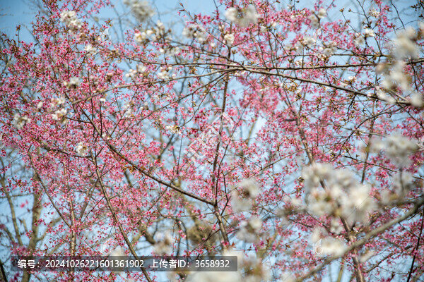 南京玄武湖公園櫻花