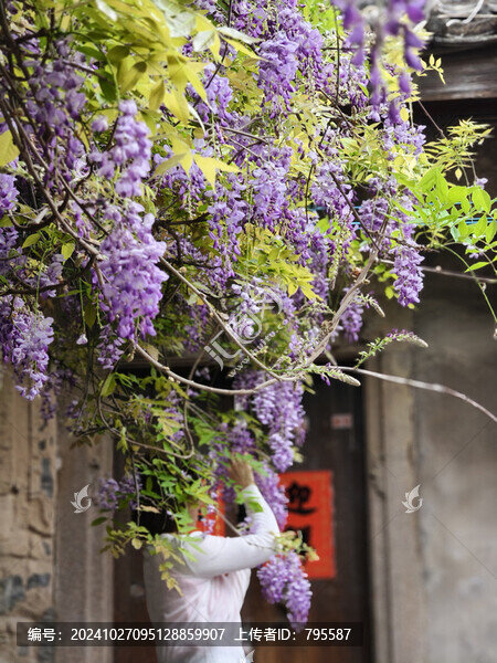 紫荊花8