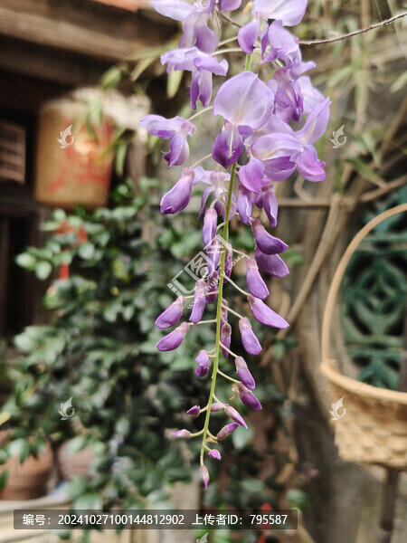 紫荊花13