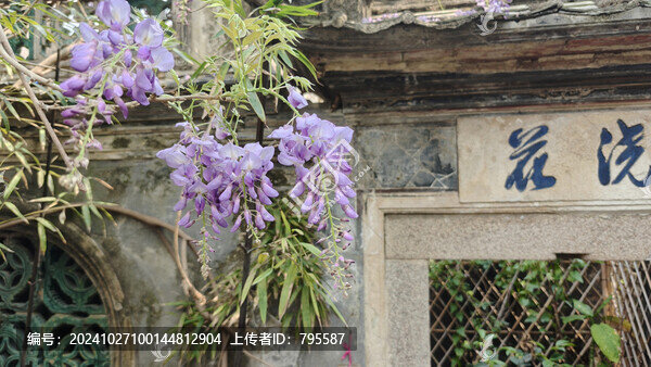 紫荊花15