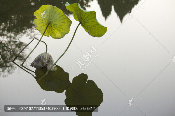 秋荷