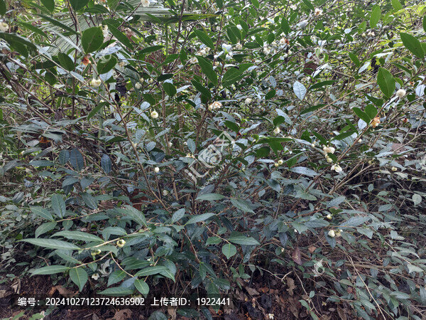 山茶花與茶樹