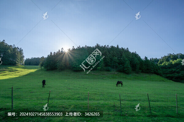 陽(yáng)光下的綠野牧場(chǎng)