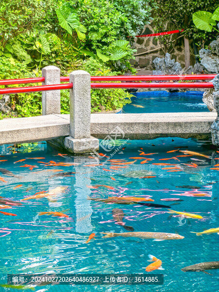 佛山祖廟博物館池塘游動的錦鯉群