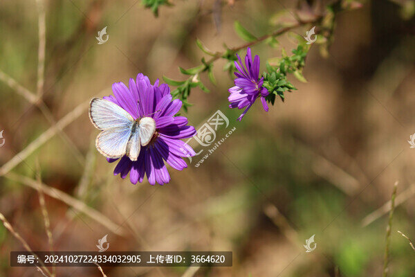酢漿灰蝶與紫菀花