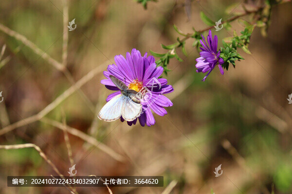 酢漿灰蝶與紫菀花