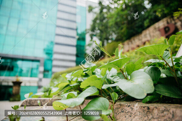 新加坡街景綠植