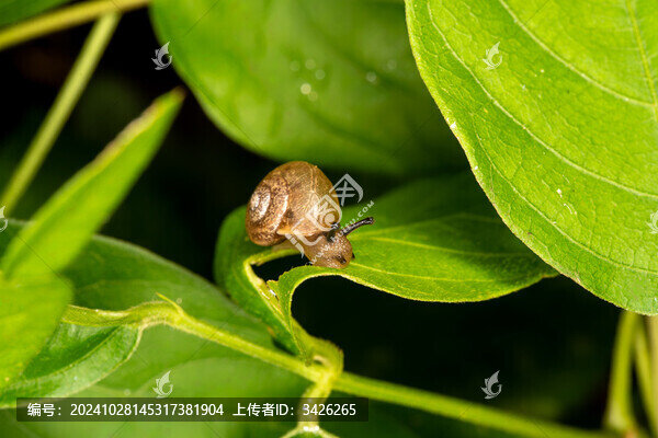 爬行的蝸牛