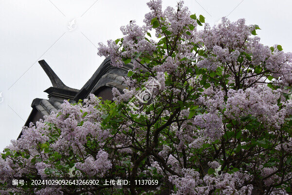 丁香花與傳統(tǒng)建筑