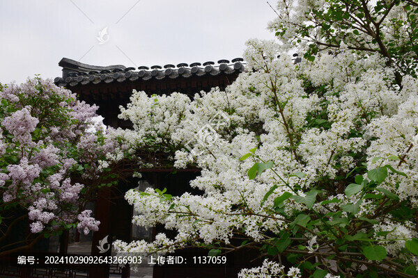 丁香花與傳統(tǒng)建筑