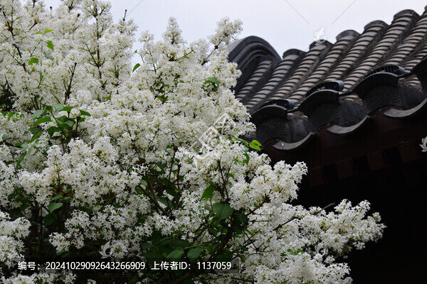 丁香花與傳統(tǒng)建筑
