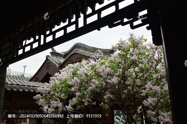丁香花與傳統(tǒng)建筑