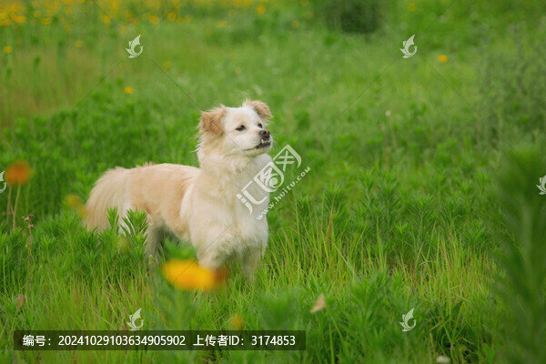 野外草地上玩耍的小狗