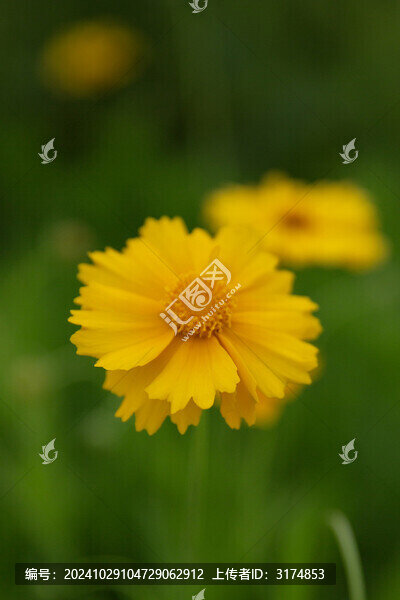 野外開著的黃色小菊花