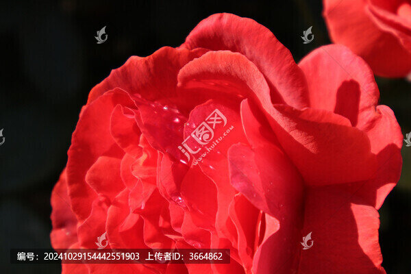 月季花
