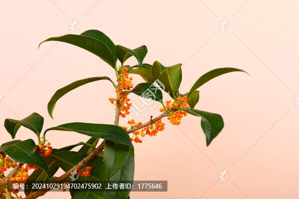 桂花