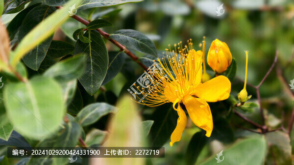 金絲桃花