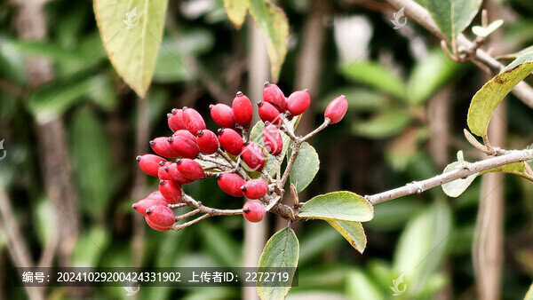 樹(shù)枝上的小紅果