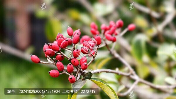 樹枝上的小紅果