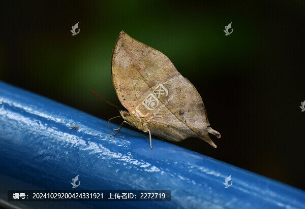 棕色蝴蝶