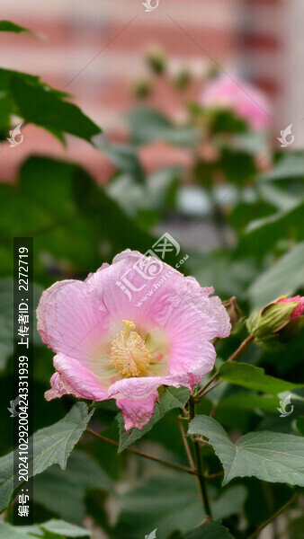 芙蓉花