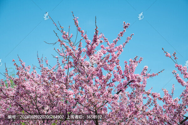 南京玄武湖公園櫻花