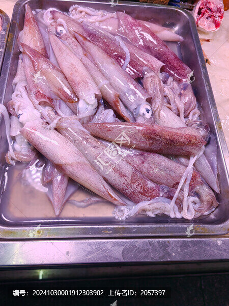 魷魚