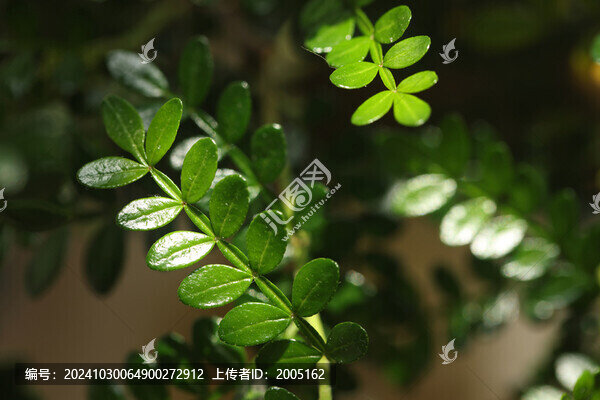 清香木葉片